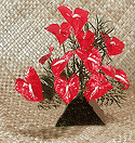 Anthuriums