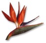 Bird Of Paradise