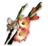 Gladiolus