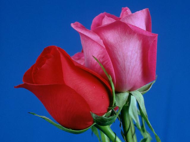 Pink Red Rose