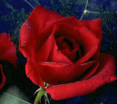 Red Rose